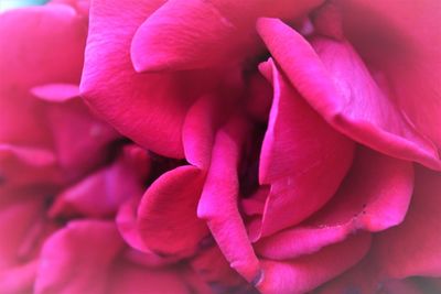 Close-up of pink rose blooming outdoors