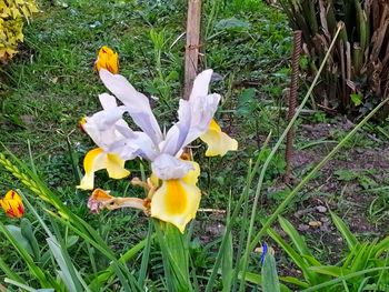 Close-up of yellow crocus flowers on field