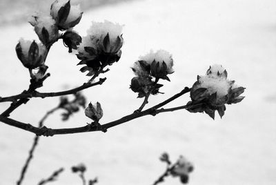 Close-up of flowers blooming on tree against sky