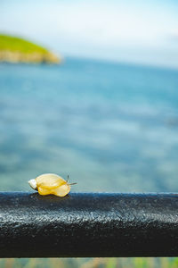 Close-up of insect on sea