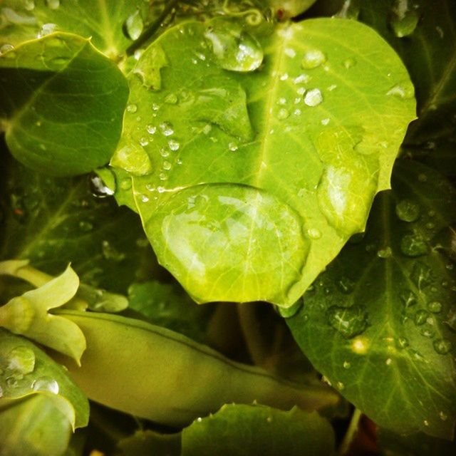drop, leaf, water, wet, freshness, green color, growth, close-up, plant, fragility, beauty in nature, nature, dew, raindrop, flower, focus on foreground, day, outdoors, leaf vein, leaves