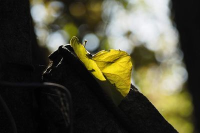 Close-up of leaf on plant