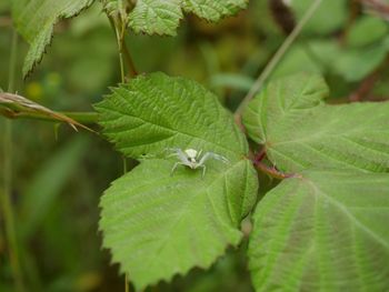 Close-up of leaves