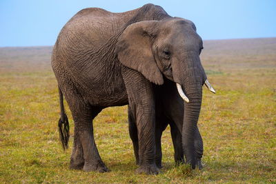 Elephant in a field