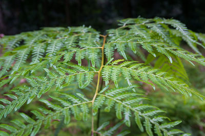 Close-up of fern leaves