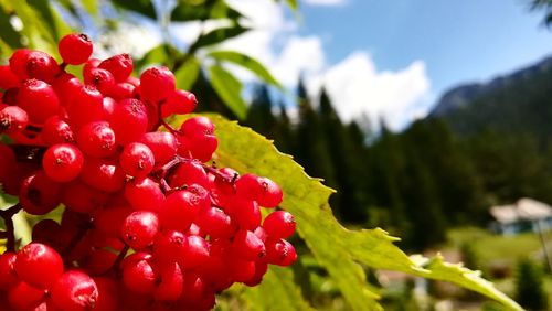 Close-up of red berries growing on tree