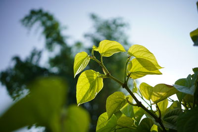 Close-up of yellow leaves against sky