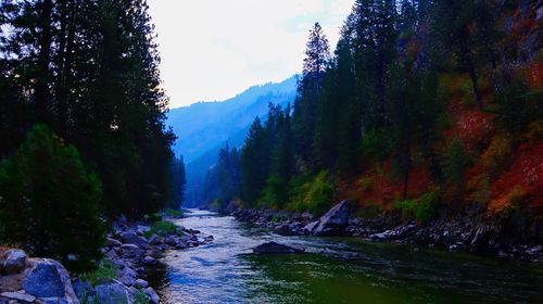 River amidst trees in forest against sky