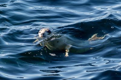 View of seal swimming in sea