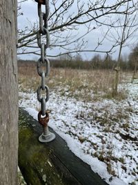 Bare trees on field during winter