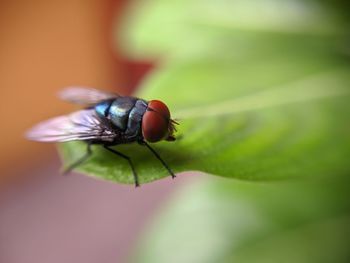 Close-up of insect on leaf