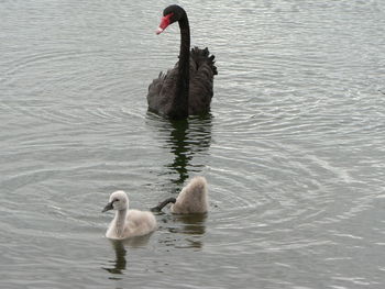 Swan swimming in lake