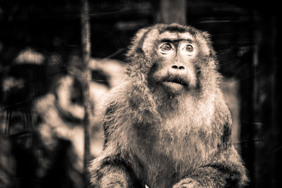 Close-up of gorilla looking away