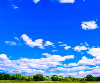 Low angle view of trees against blue sky