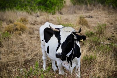 Cow standing on field