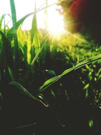 Close-up of sun shining through plants