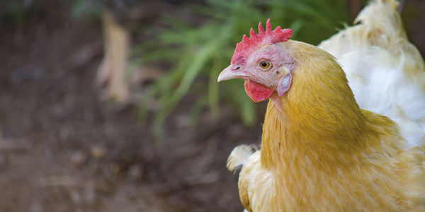 Close-up of rooster