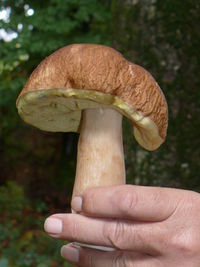 Close-up of hand holding mushroom