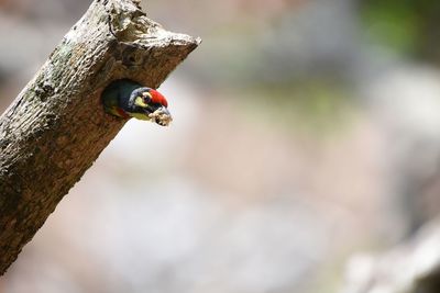 Close-up of bird perching on a tree