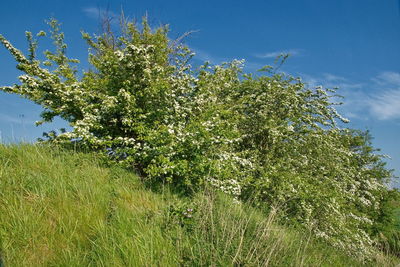 Plants growing on field against sky