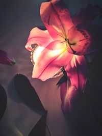 Close-up of pink rose
