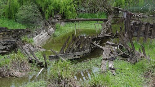 Damaged tree trunks in forest