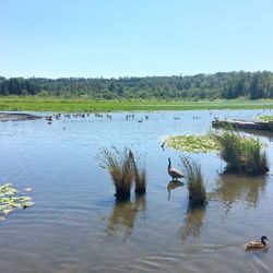 View of birds in lake