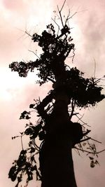 Low angle view of silhouette tree against sky