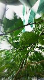 Close-up of green leaves