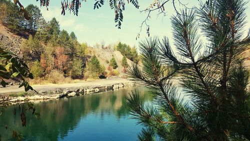 Pine trees by lake against sky