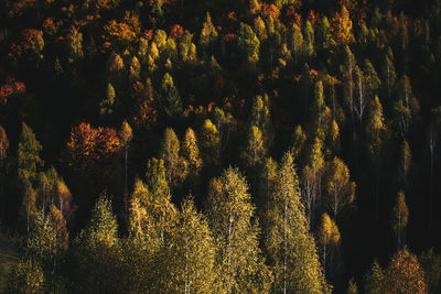 Trees in forest