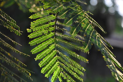 Close-up of fern leaves on tree