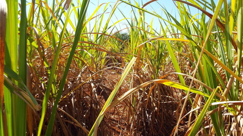 Close-up of crops growing on field