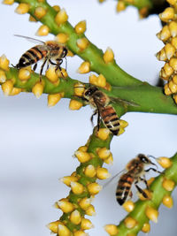 Close-up of bees on plant