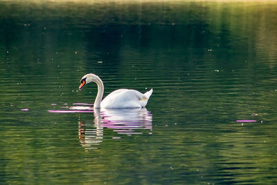 Swan swimming in lake
