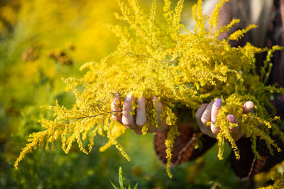 Close-up of plant