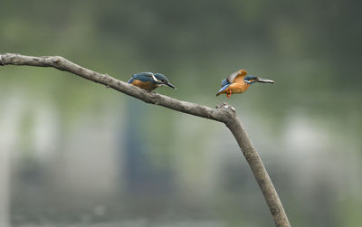 Two birds perching on a branch