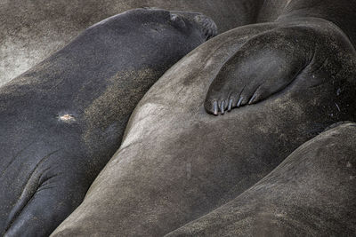 High angle view of animal sleeping