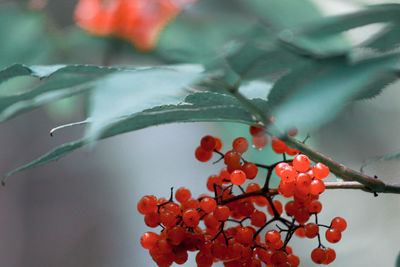 Close-up of red berries growing on tree