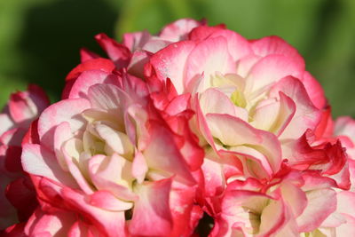 Close-up of pink rose bouquet