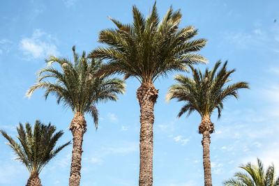 Low angle view of palm trees against blue sky