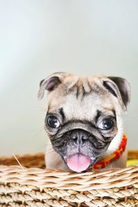 Close-up portrait of pug