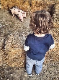 High angle view of little boy looking at piglets