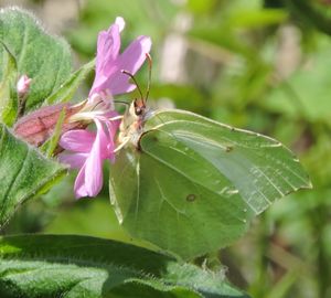 Close-up of insect on flower