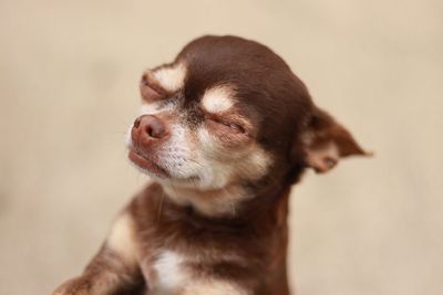 Close-up of dog against gray background