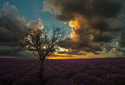 Scenic view of field against sky during sunset