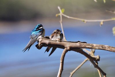 Low angle view of birds perching on tree