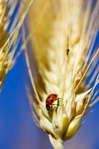 Close-up of ladybug on flower