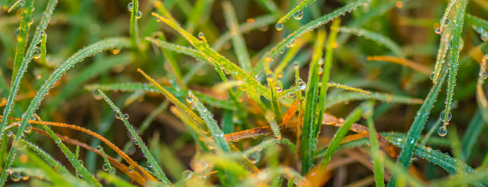 Close-up of wet grass on field