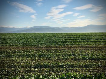 Scenic view of agricultural field against sky